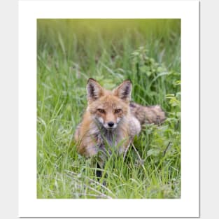 Red fox mama Posters and Art